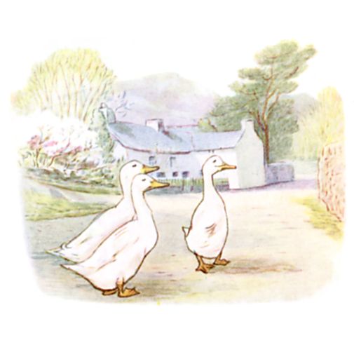 Beatrix Potter illustration of geese walking on road for bedtime story Tom Kitten