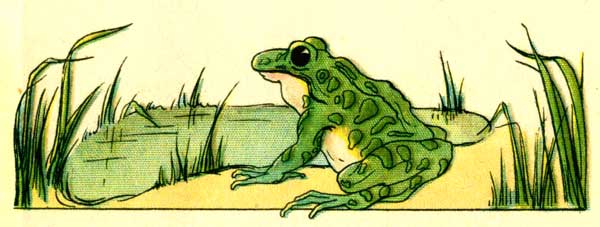 Original illustration of Freckle Frog sitting by pond, for the kids short story How Freckle Frog Made Herself Pretty