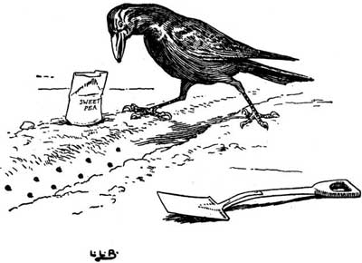 Original illustration of crow by L. Leslie Brooke for the kids short story Johnny Crow's Garden