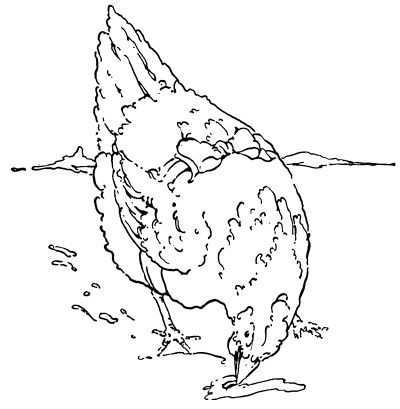 Original vintage illustration of hen for children's short story The Little Red Hen