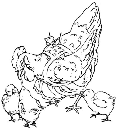 Original vintage illustration of hen and her chicks for children's short story The Little Red Hen
