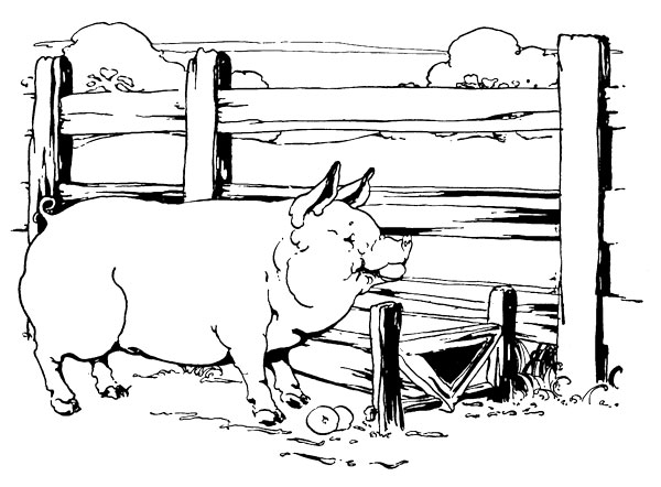 Original vintage illustration of pig in sty for children's short story The Little Red Hen
