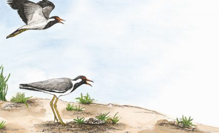 Wildlife In a City Pond - Children's Picture Book header illustration of birds